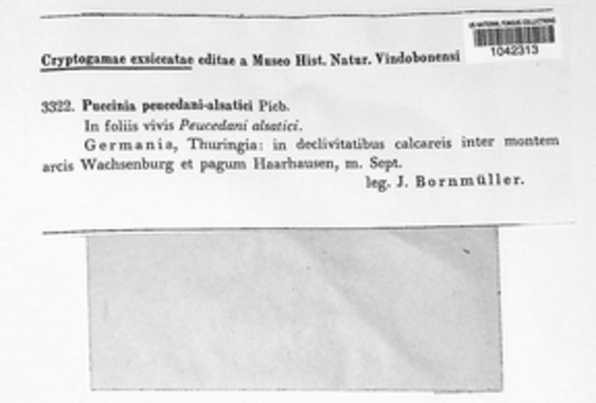 Puccinia peucedani-alsatici image